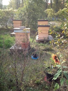 bienenstand_im_herbst