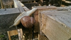 helix pomatia_Weinbergschnecke